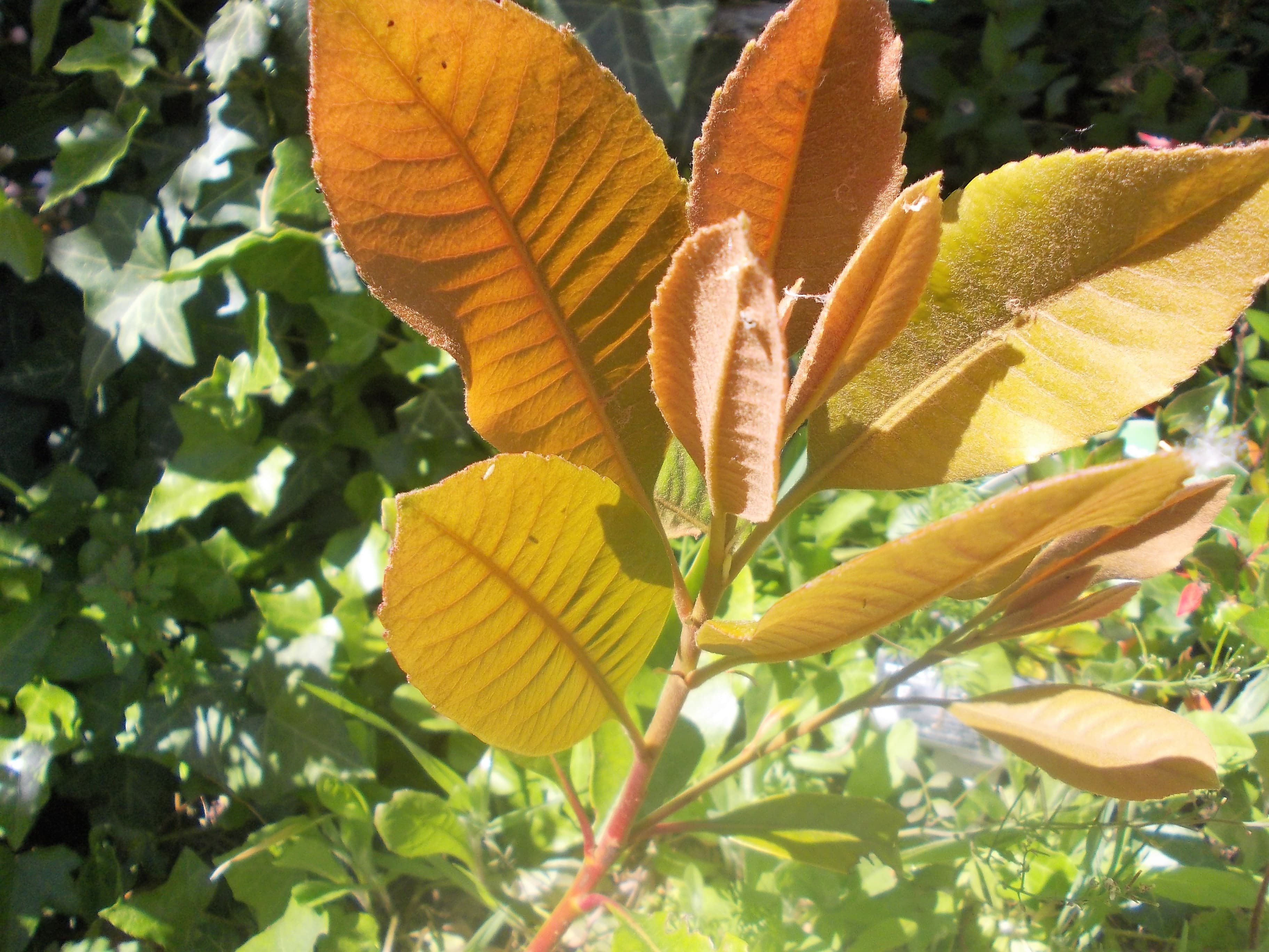 L’Eriobotrya Coppertone, l’autre Néflier du Japon