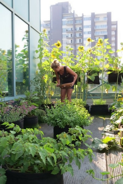 un potager au balcon