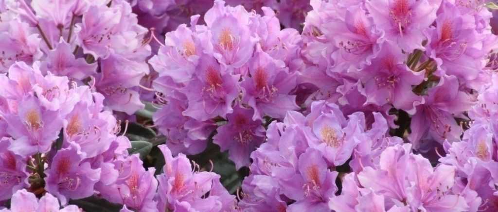 Rhododendron : plantation, culture et entretien