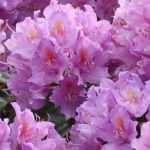 Rhododendron : plantation, culture et entretien