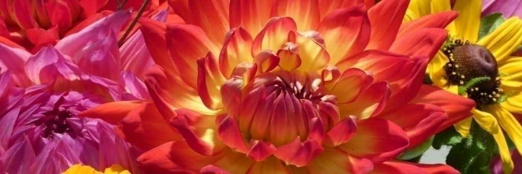 Dahlias : les meilleurs pour faire des bouquets