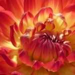 Dahlias : les meilleurs pour faire des bouquets