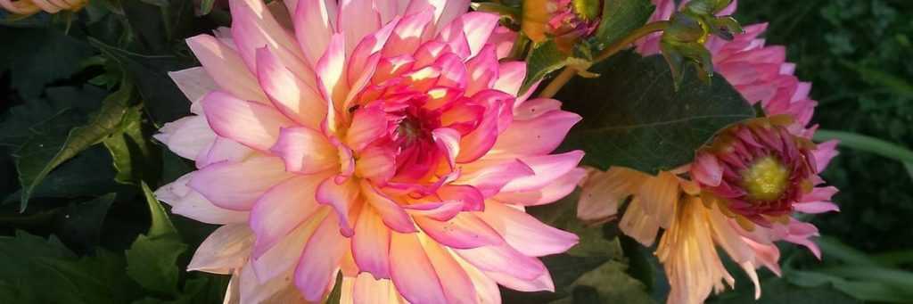 Comment avoir de beaux dahlias ?