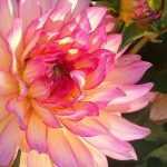 Comment avoir de beaux dahlias ?