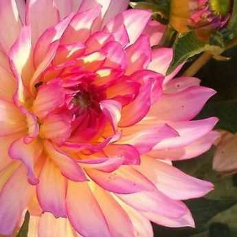 Comment avoir de beaux dahlias ?