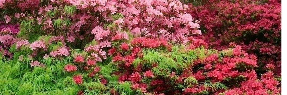 Rhododendron :  9 idées d'associations réussies