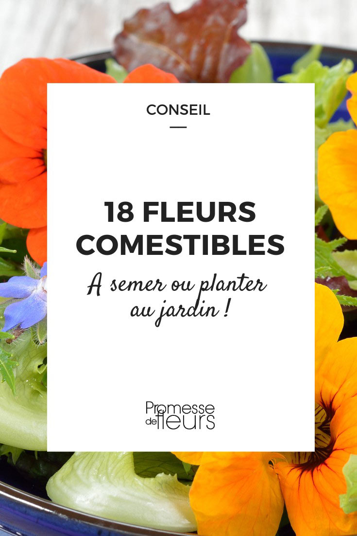 Fleurs comestibles : 25 fleurs à ajouter dans son assiette