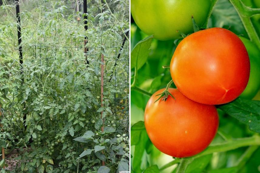 cage à tomates