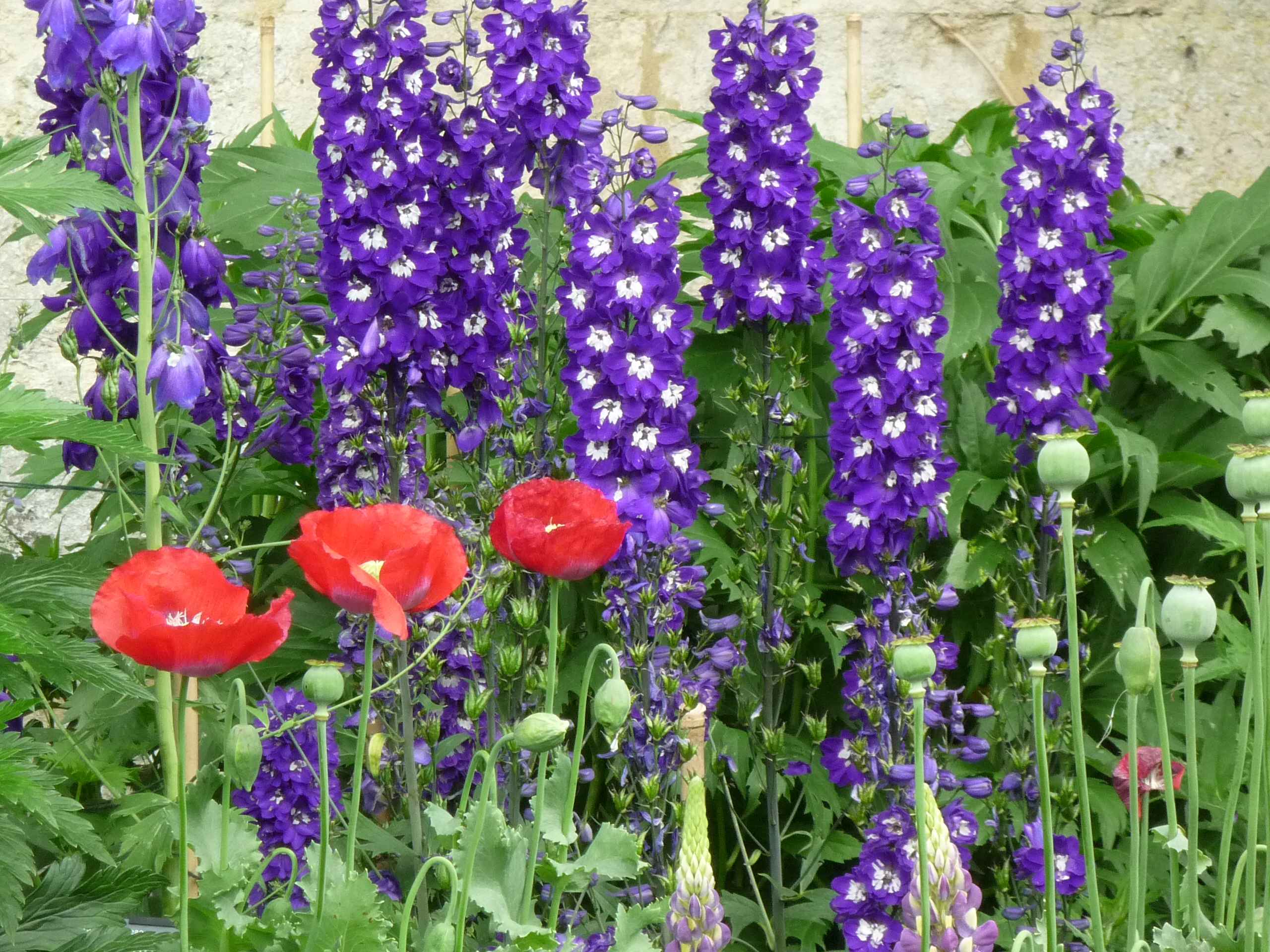 planter un delphinium