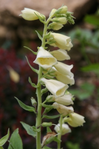 Digitalis grandiflora