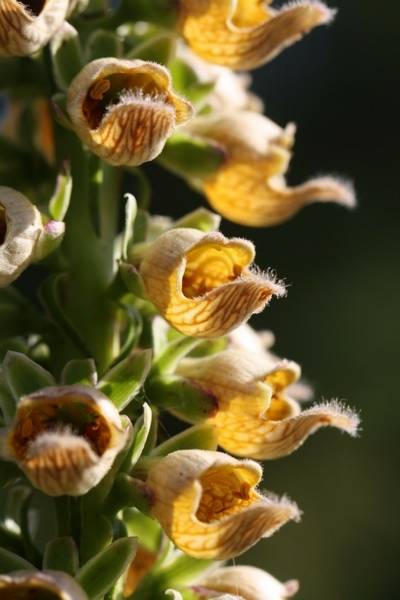 Digitalis ferruginea