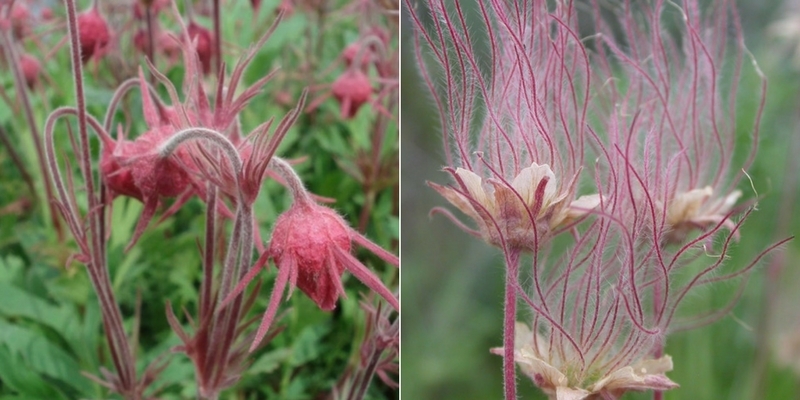 Geum triflorum