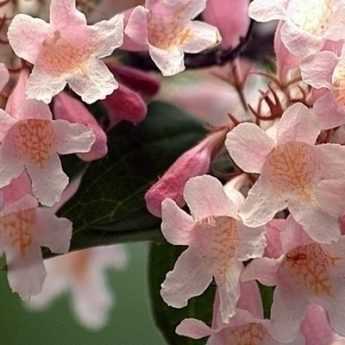 Le Kolkwitzia Pink Cloud ou Buisson de beauté : le bien nommé !