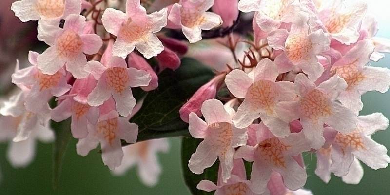 Le Kolkwitzia Pink Cloud ou Buisson de beauté : le bien nommé !