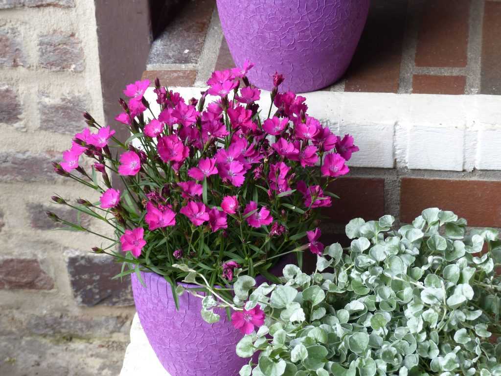 Oeillet ou Dianthus : 6 idées pour les associer au jardin - Promesse de ...