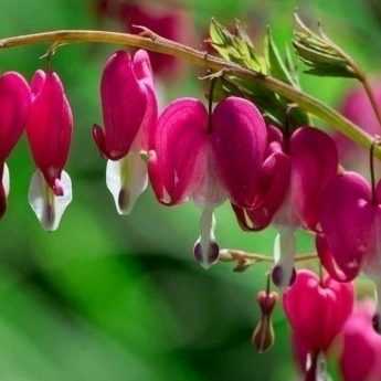 Coeur de Marie ou Dicentra spectabilis : réussir sa plantation