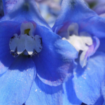 Delphinium, pied d'alouette : 8 idées pour l'associer