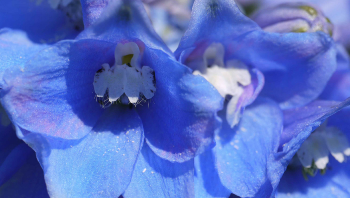 Delphinium, pied d'alouette : 8 idées pour l'associer