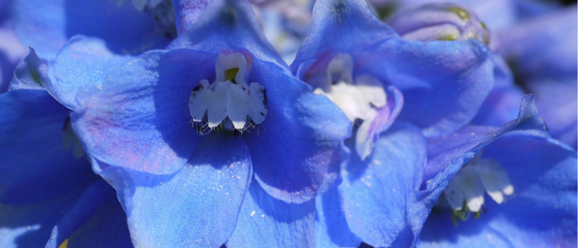 Delphinium, pied d'alouette : 8 idées pour l'associer