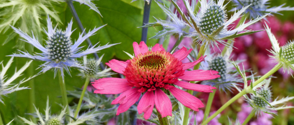 Echinacée ou Rudbeckia pourpre : 7 belles idées d’association