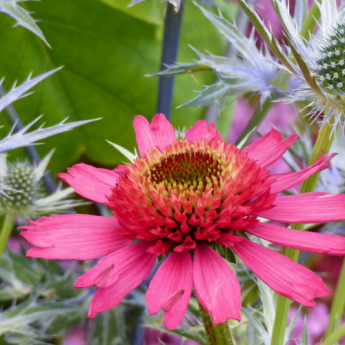 Echinacée ou Rudbeckia pourpre : 7 belles idées d’association