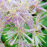 Thalictrum, Pigamon : 8 belles idées d’association