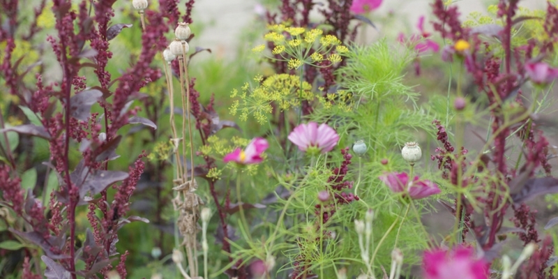 Aromatique à feuillage remarquable