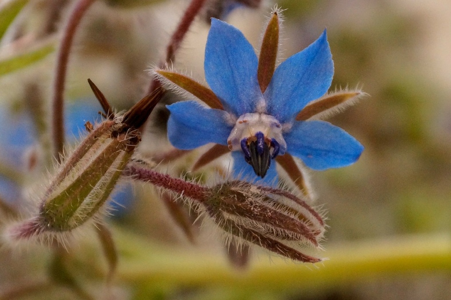 La Bourrache et ses jolies fleurs qui se mangent