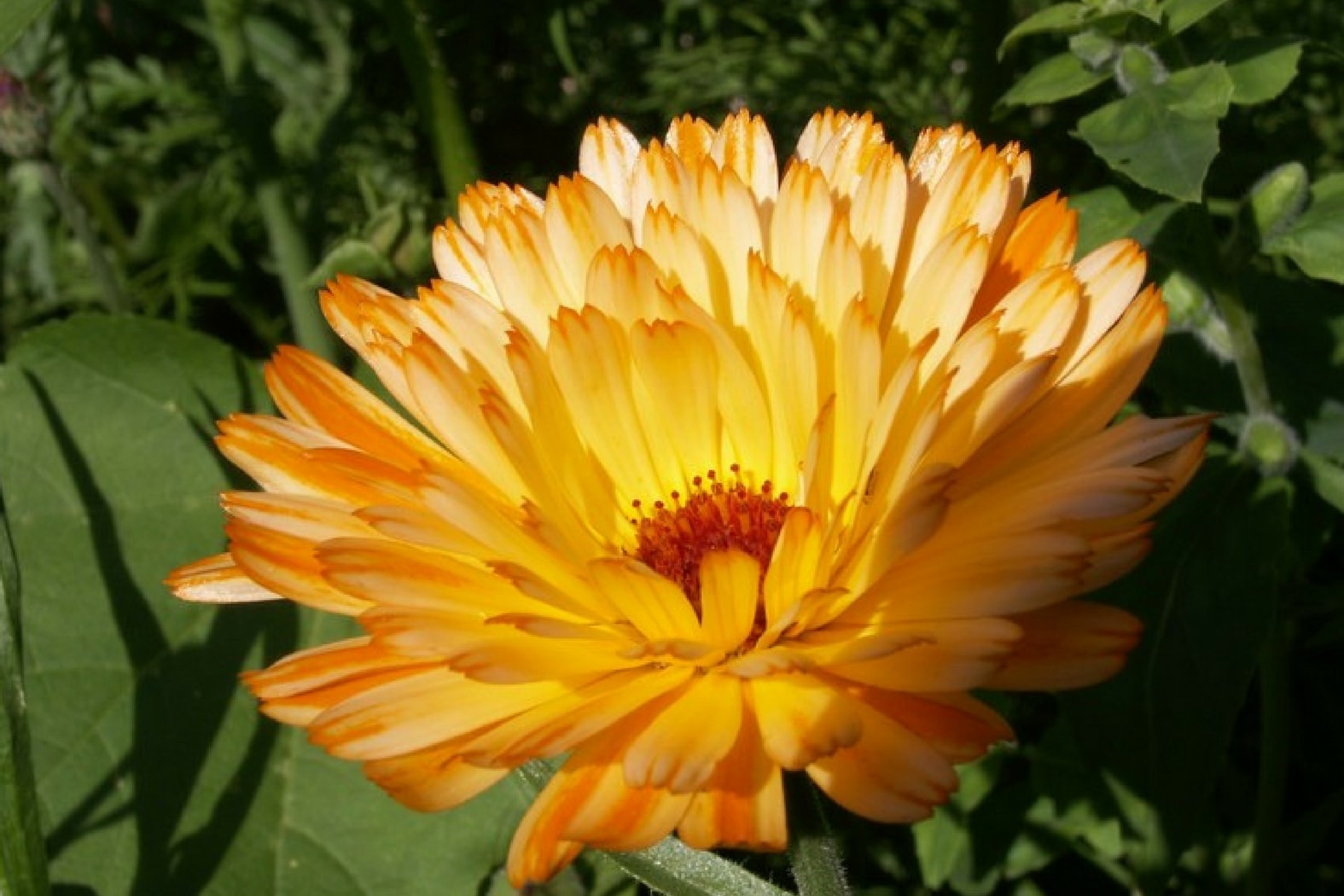 Le calendula ou souci : à essayer en salade