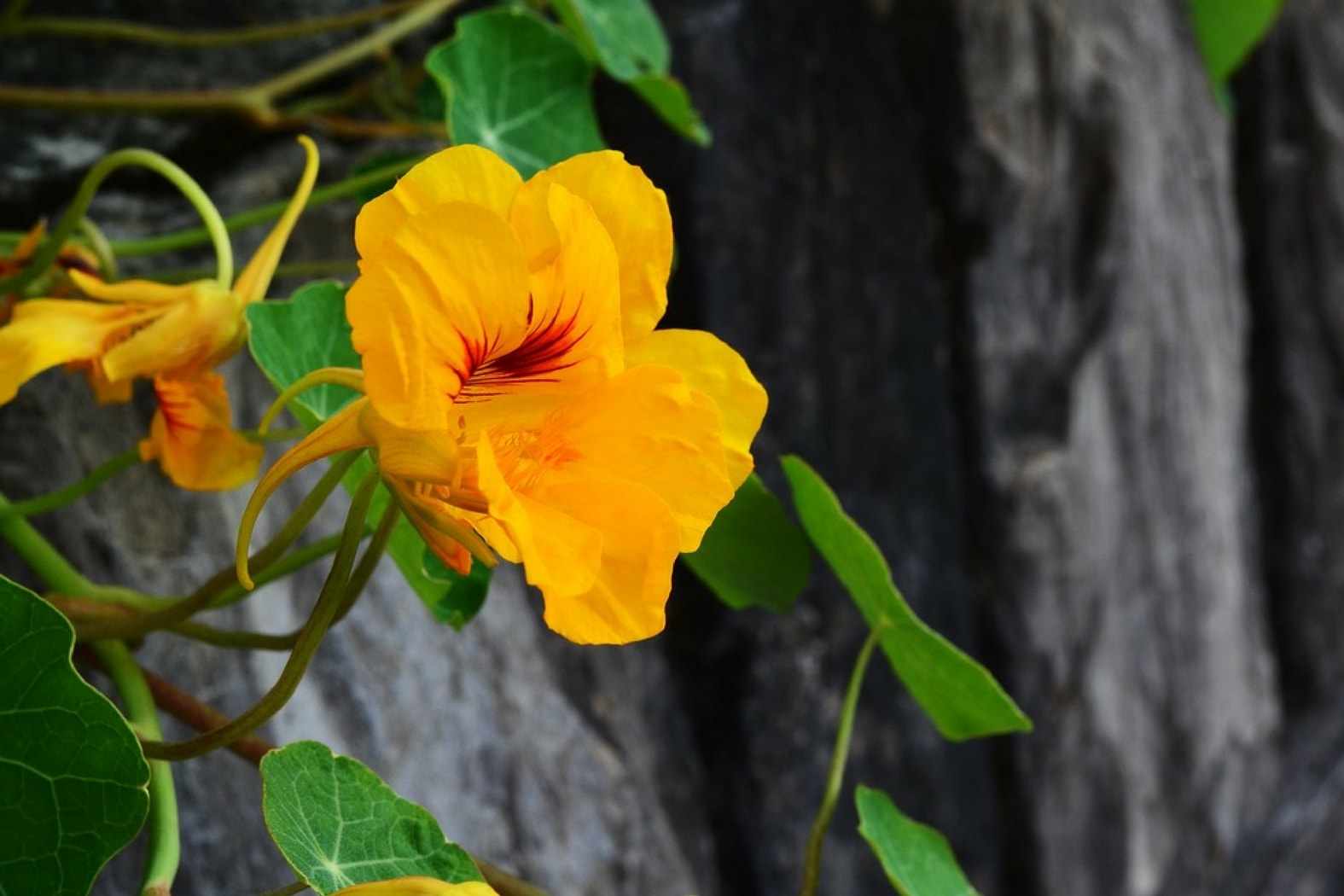 La Capucine : une fleur comestible