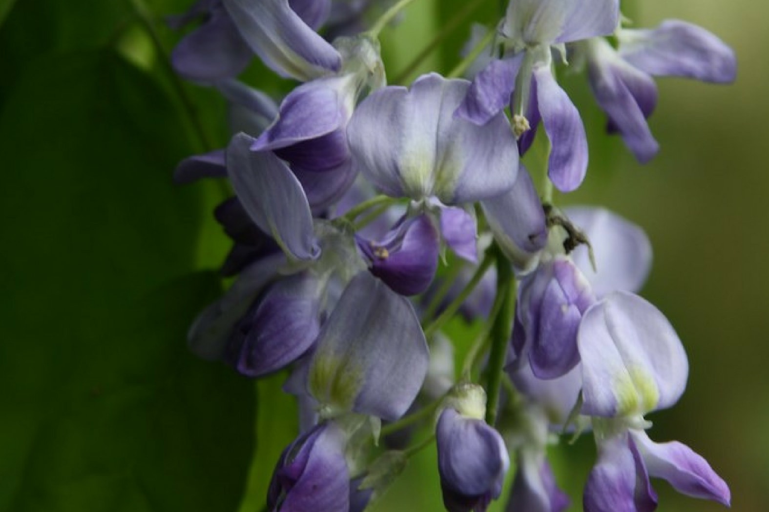 Les fleurs comestibles : un régal pour les yeux et les papilles ! - Vive le  Végétal