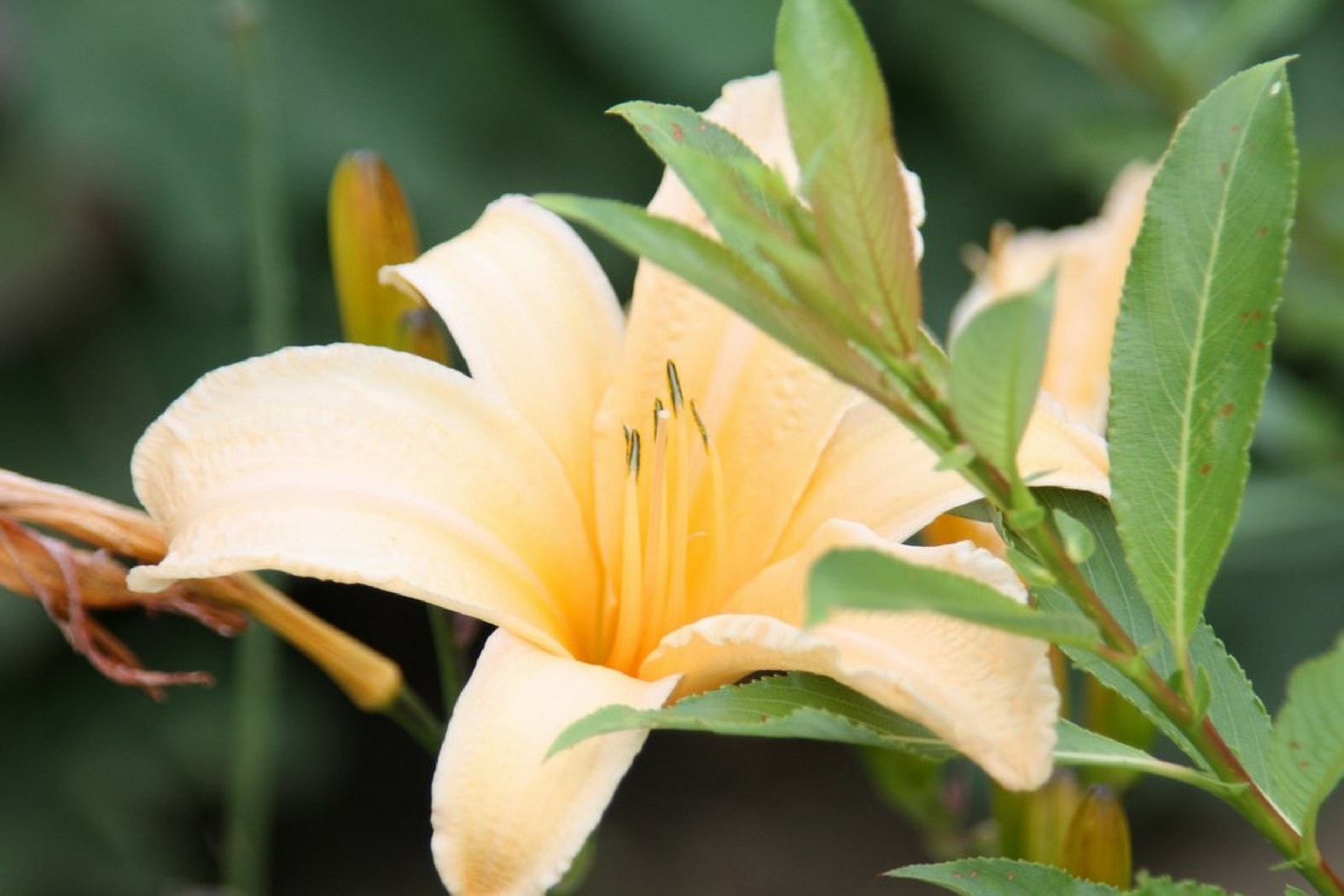 L'Hémérocalle ou Lis d'un jour : une fleur à déguster en été