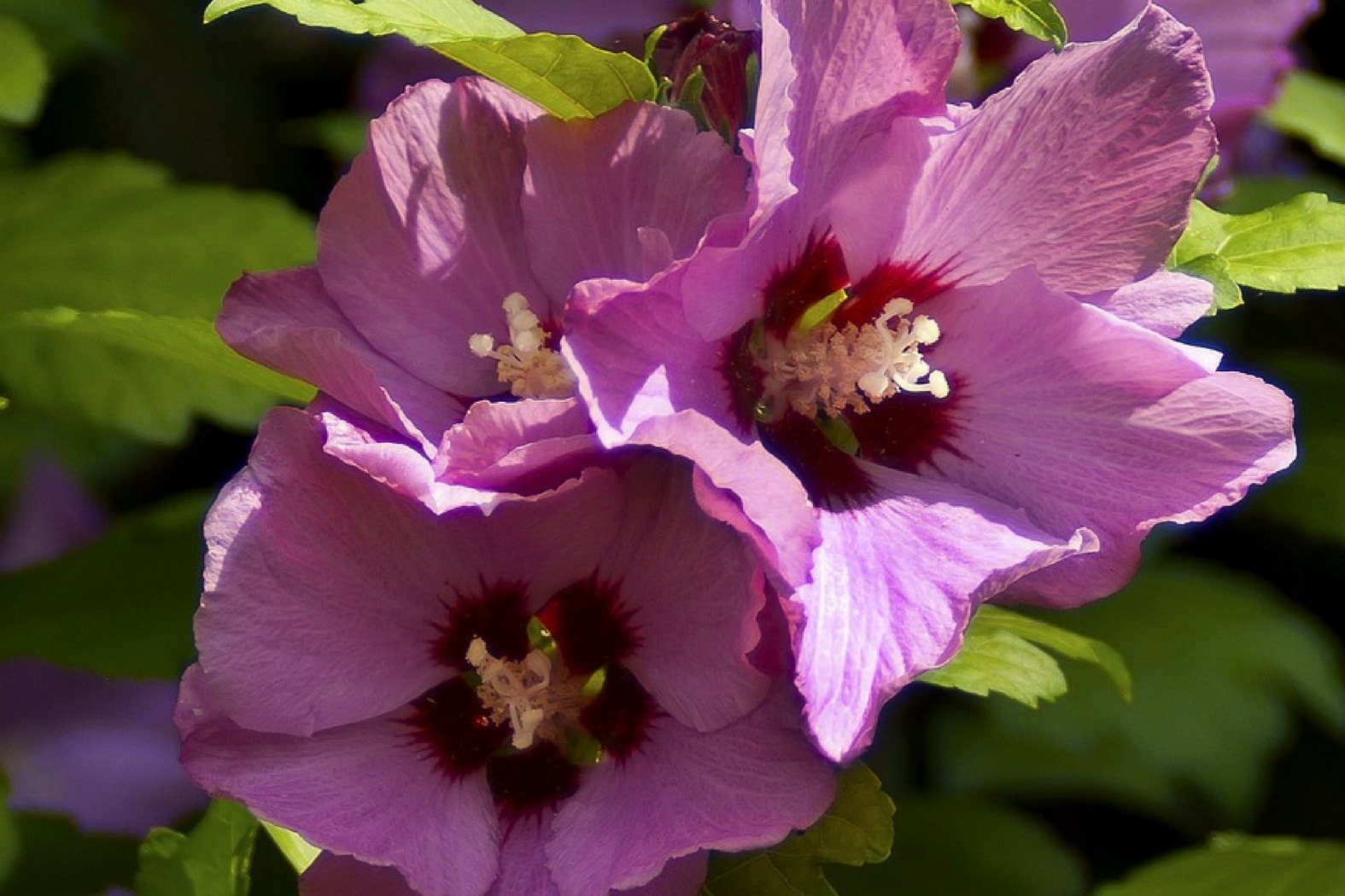 Les fleurs comestibles : un régal pour les yeux et les papilles ! - Vive le  Végétal