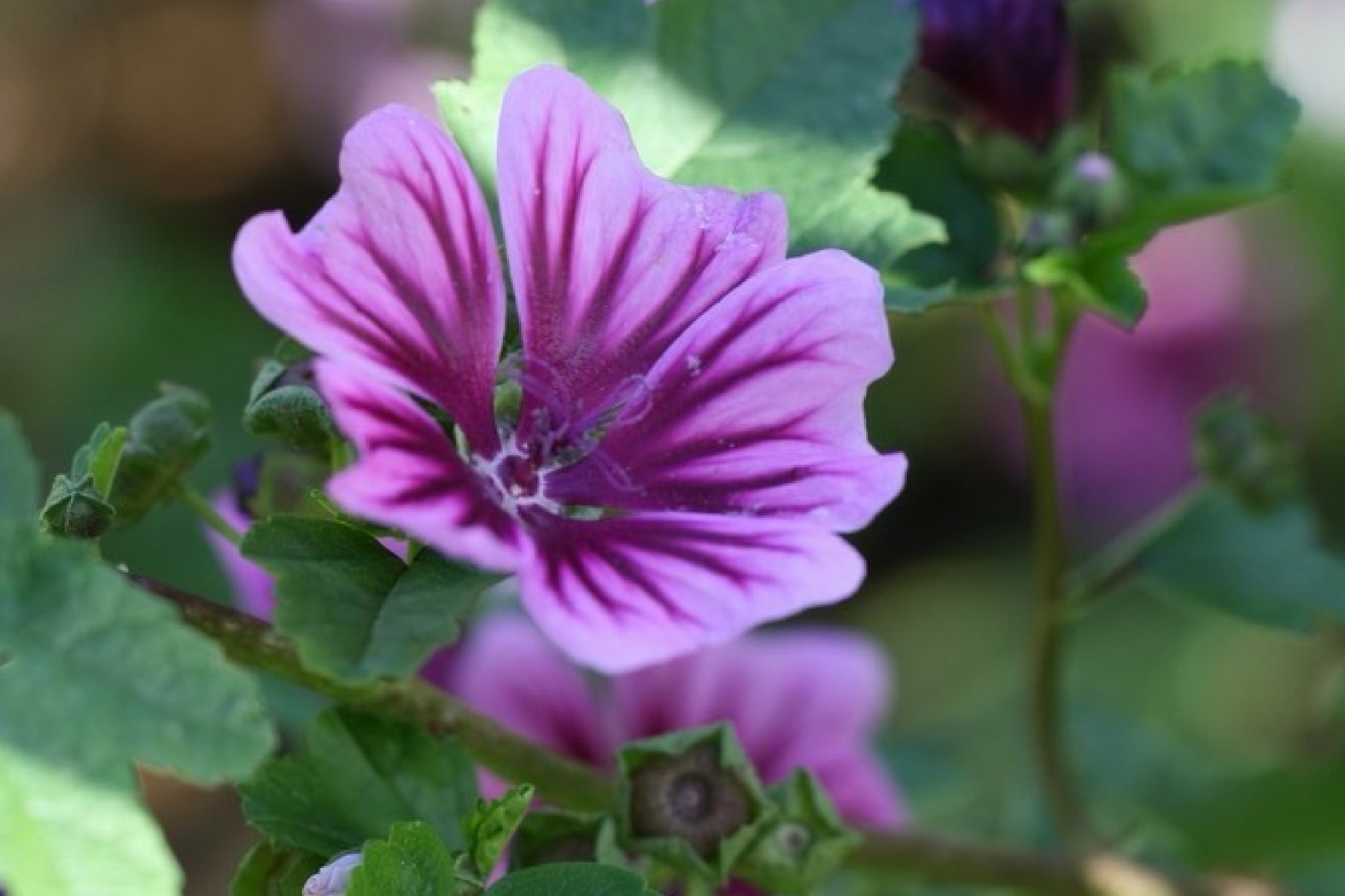 18 fleurs comestibles à découvrir et à cultiver au jardin