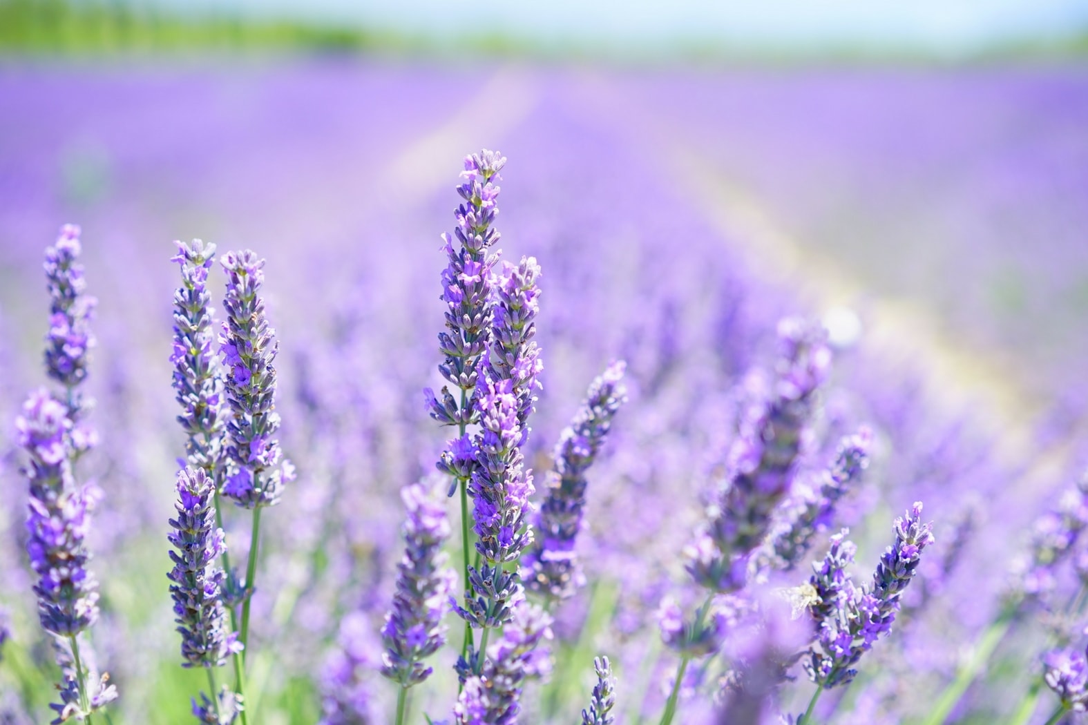 5 fleurs comestibles à faire pousser au jardin : Femme Actuelle Le MAG