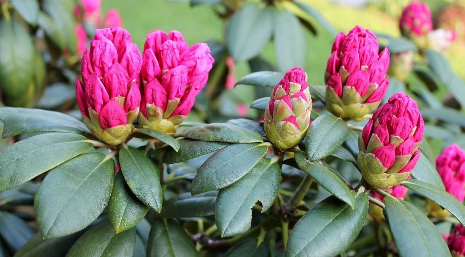 Quel Rhododendron choisir ?