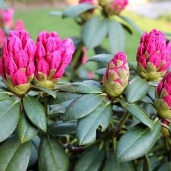 Quel Rhododendron choisir ?