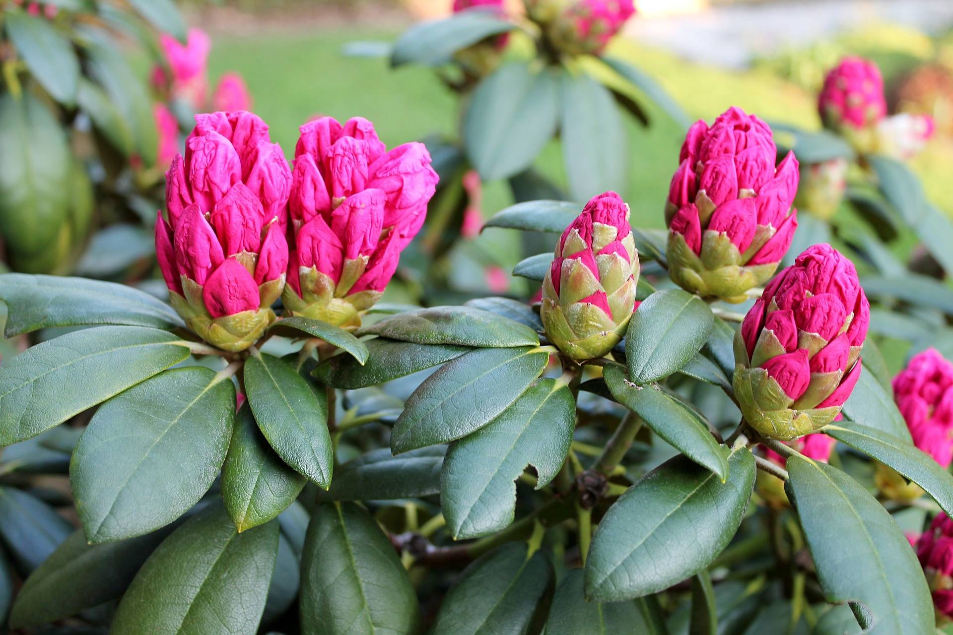 Quel Rhododendron choisir ?