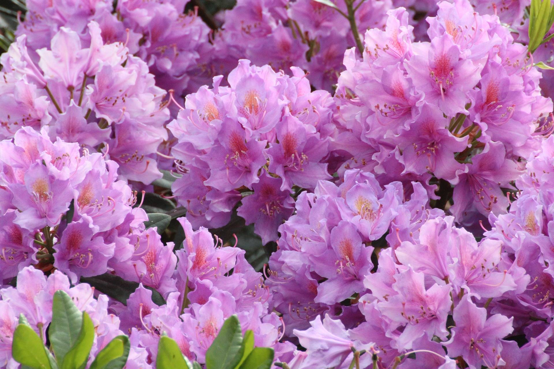 planter un rhododendron a l'ombre