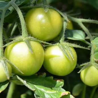 La taille des tomates et leur conduite