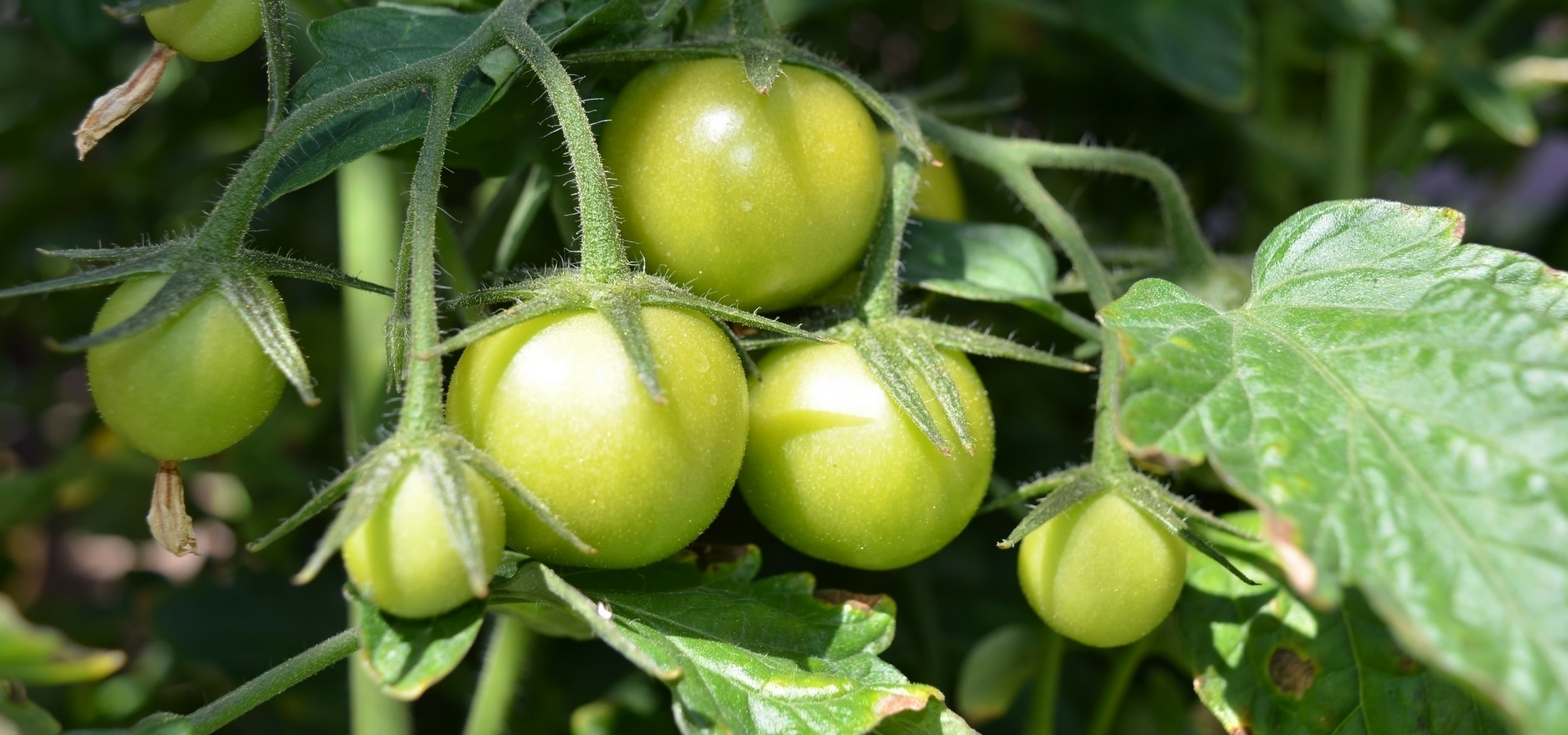 La taille des tomates et leur conduite