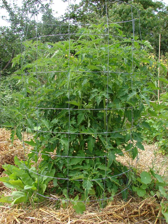 Des rosiers grimpants en cage - Jardinier paresseux