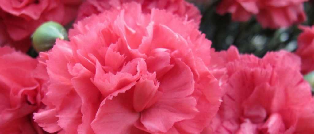 Oeillet ou Dianthus : 6 idées pour les associer au jardin