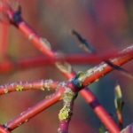 Cornouiller, cornus à bois décoratifs :  planter et tailler