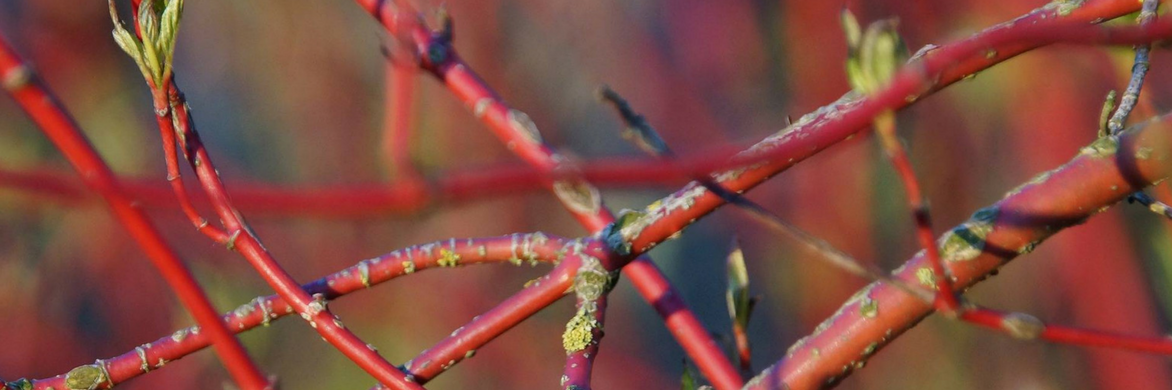 Cornouiller, cornus à bois décoratifs :  planter et tailler