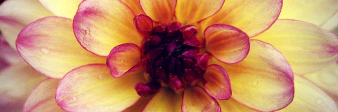 Dahlias nains : quelles sont les meilleures variétés ?