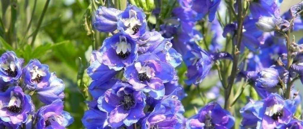 Delphiniums, pied-d'alouette  : les planter, semer, entretenir