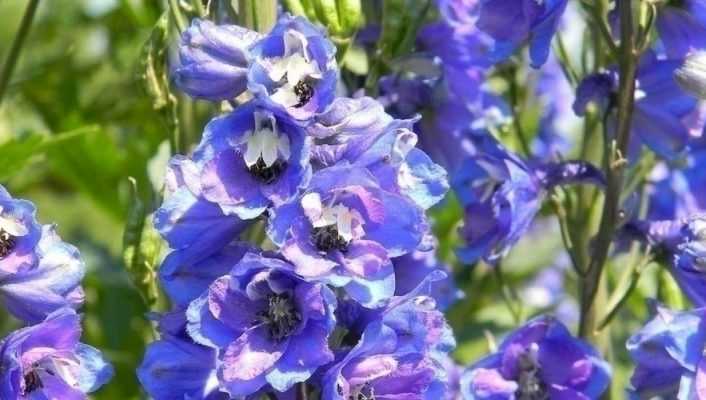 Delphiniums, pied-d'alouette  : les planter, semer, entretenir