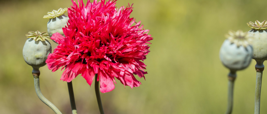 Pavots d'Orient : 8 idées d'association au jardin