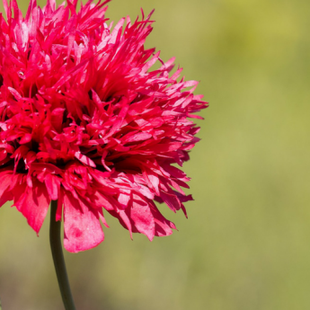 Pavots d'Orient : 8 idées d'association au jardin